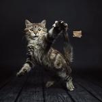 Cat Dancer 101 Interactive Toy for Cats