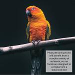 Millet Sprays 200g for Birds and Pets