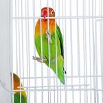 Yaheetech Wide Bird Cage for Small Birds