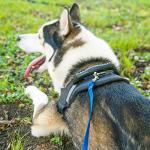 Hi Kiss 30ft Dog Training Lead for Recall