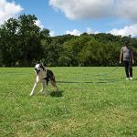 Hi Kiss 30ft Dog Training Lead for Recall