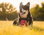 Compact Dog First Aid Kit with Instructions