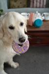 Petface Iced Ring Latex Dog Toy