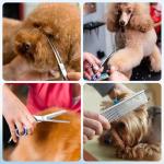 6-Piece Curved Dog Grooming Scissors Set