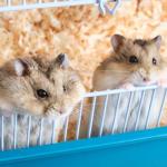 Large Bale Wood Shavings for Small Animals