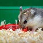 Large Bale Wood Shavings for Small Animals