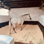Large Bale Wood Shavings for Small Animals