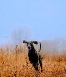Rosehip Powder for Dogs - Multivitamin Superfood