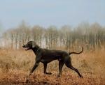 Rosehip Powder for Dogs - Multivitamin Superfood