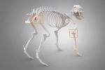 Rosehip Powder for Dogs - Multivitamin Superfood