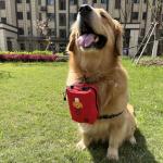 Pet First Aid Kit for Dogs and Cats, 150 Pcs