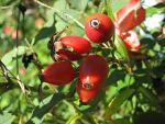 Rosehip Powder for Dogs - Multivitamin Superfood