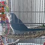 Colorful Parrot Chewing and Swinging Toy