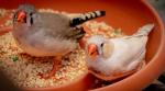 Tropical Finch Seed - Nutrient-Rich Bird Food