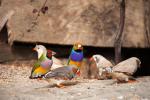 Tropical Finch Seed - Nutrient-Rich Bird Food