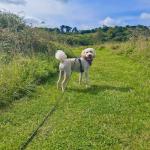Durable 10M Reflective Dog Training Lead