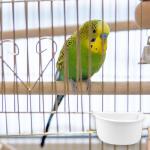 D-Shaped Hanging Bird Feeding Bowls - 2 Pack