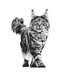 Royal Canin Cat Gastro Intestinal Food 4 Kg