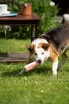 Petface Pink Wafer Latex Dog Toy