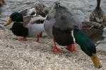 Duck and Goose Premium Seed Mix for Wild Birds