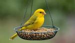 1kg Canary Seed Blend for Happy Birds