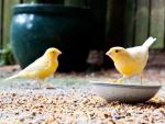 1kg Canary Seed Blend for Happy Birds