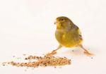 1kg Canary Seed Blend for Happy Birds