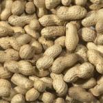 Trusty Pet Supplies Monkey Nuts for Birds 2kg