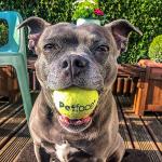 Petface Super Tennis Balls for Dogs - 12 Pack