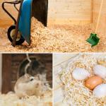 Premium Kiln-Dried Wood Shavings for Small Pets