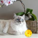 Pet Treat Dispensing Ball Toy for Small Animals