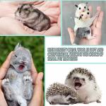 Plush Small Animal Bedding Set - 10 Pieces