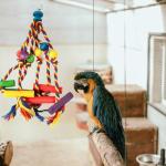 Colorful Wooden Toys for Cockatiels and Parrots
