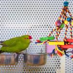 Colorful Wooden Toys for Cockatiels and Parrots