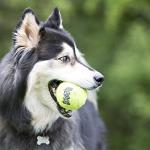 KONG Squeakair Tennis Balls for Small Dogs