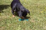 Rosewood BioSafe Mint Puppy Chew Bone