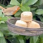 High Energy Suet Pellets for Garden Birds