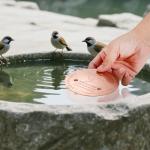 Copper Bird Bath Disk for Fresh Water