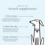Healthy Dog Training Treats - Pumpkin & Apple Flavor