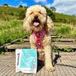 Healthy Dog Training Treats - Pumpkin & Apple Flavor