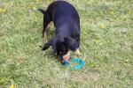 Rosewood BioSafe Hygienic Puppy Chew Toy