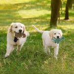 Squeaky Plush Dog Toy Pack for Puppies