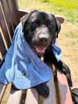 Quick Dry Microfibre Towels for Dogs & Cats