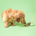 Superfood Dental Sticks for Dogs - Spirulina & Mint