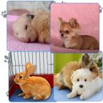 Guinea Pig Fleece Blankets - 12 Soft Liners