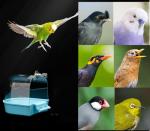 Hanging Leakproof Bird Bath Tub for Cages