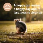 OMNI Daily Probiotic Chews for Dog Digestive Health