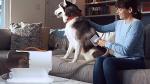AIRROBO Dog Grooming Vacuum with 12000Pa Suction