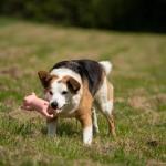 Petface Soft Chew Pig Toy for Dogs
