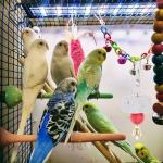 3-Piece Bird Chew Toy Set with Bell